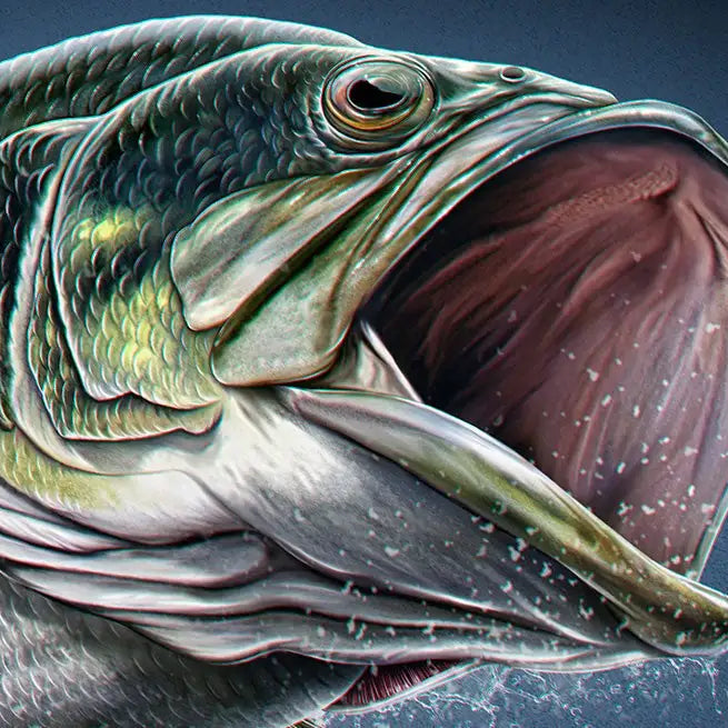 Fall Bass Fishing - The Ultimate Guide to Catch More Fish