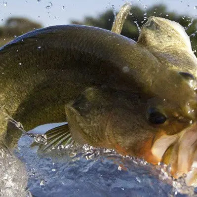7 Tips for Catching Largemouth Bass