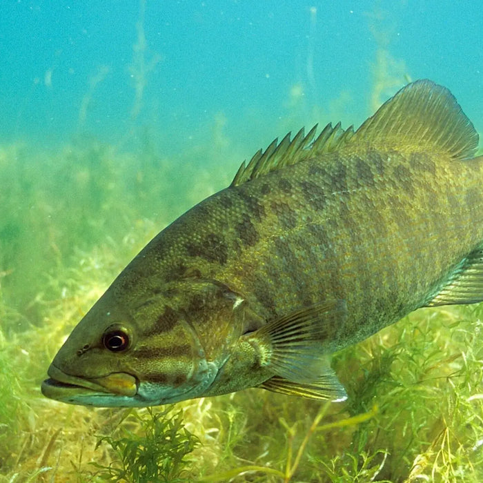7 Tips for Catching Smallmouth Bass