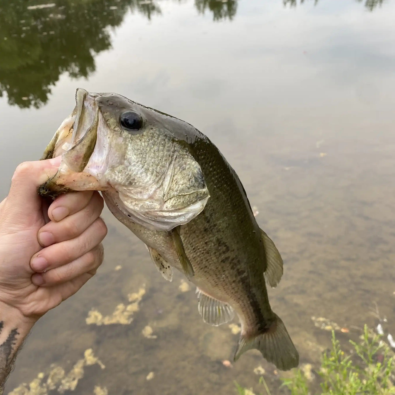 Best Baits for Largemouth Bass