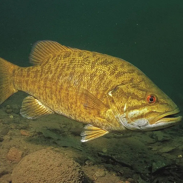 Best Baits for Smallmouth Bass