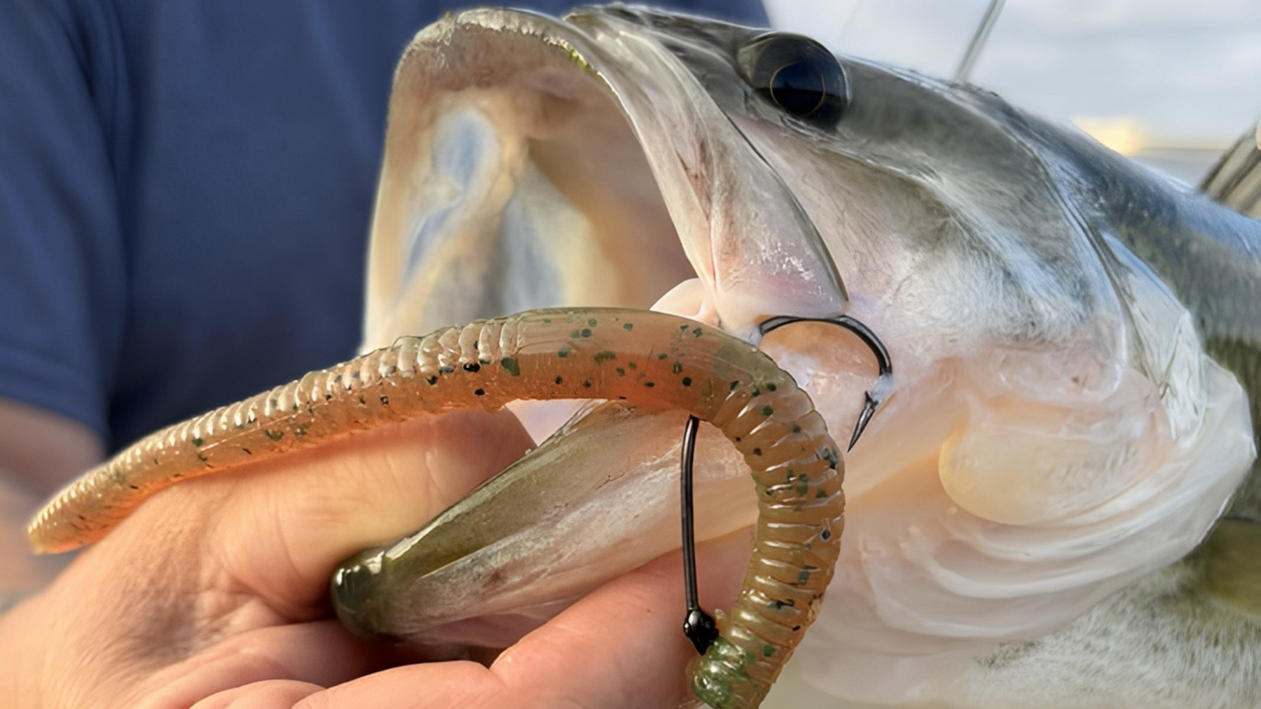 Best Soft Plastic Baits for New Jersey Largemouth Bass
