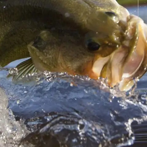 Hooked on New Jersey: Top Freshwater Fishing Spots for Bass and More - Obee Fishing Co.