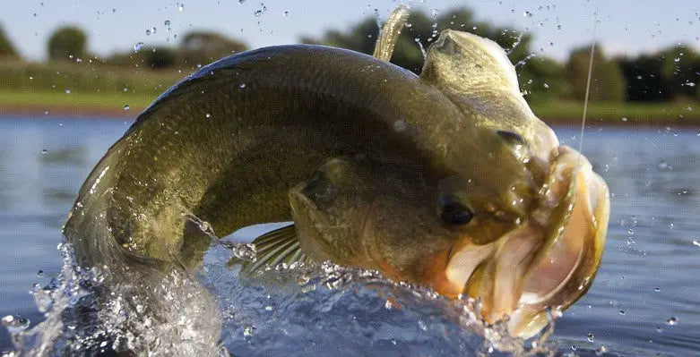 7 Tips for Catching Largemouth Bass