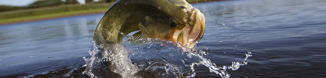 Ultimate Guide to Largemouth Bass Fishing in New Jersey: