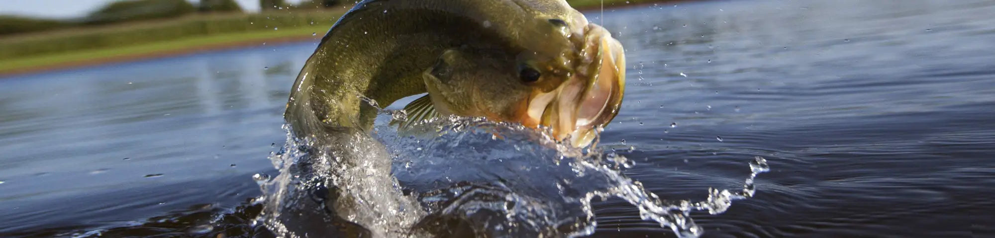 Ultimate Guide to Largemouth Bass Fishing in New Jersey: