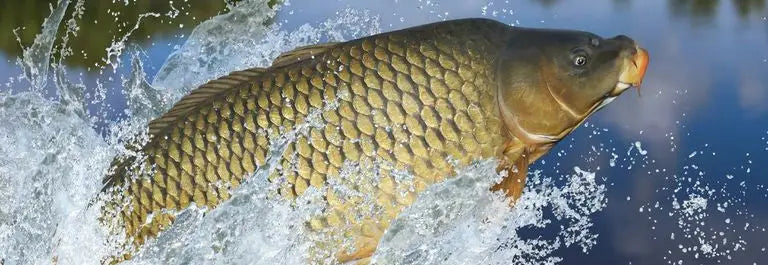 Mastering Carp Fishing in New Jersey: A Guide to Trophy