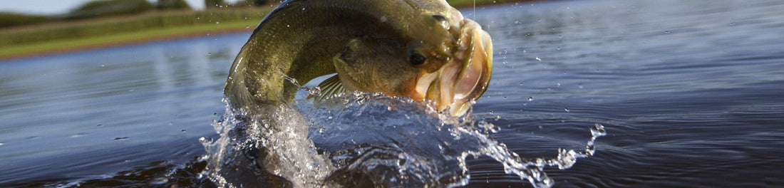 Pond Bass Fishing: Everything You Need to Know