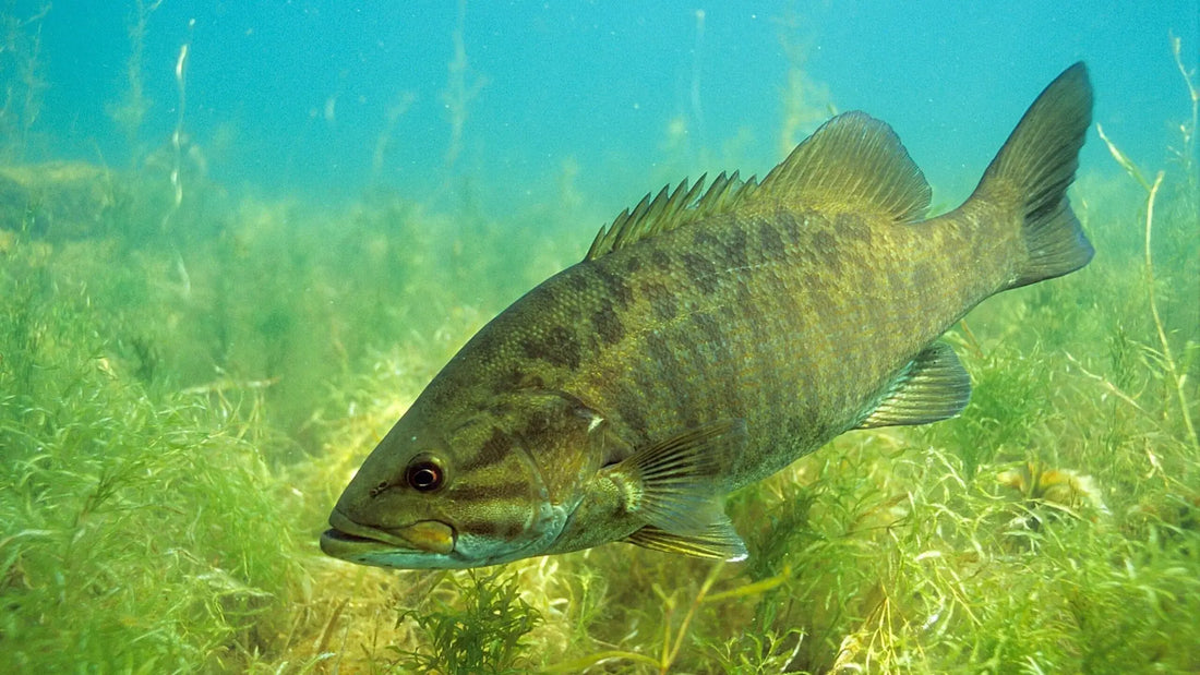 7 Tips for Catching Smallmouth Bass