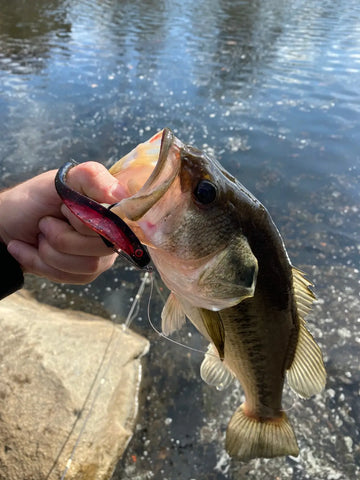 Catch More Fish with Soft Plastic Jerkbaits