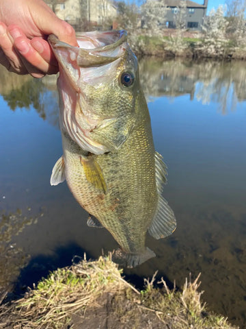 Obee 6’’ Finesse Worm: The Ultimate Bass Fishing Worm