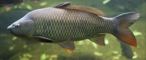 Mastering Carp Fishing in New Jersey: A Guide to Trophy