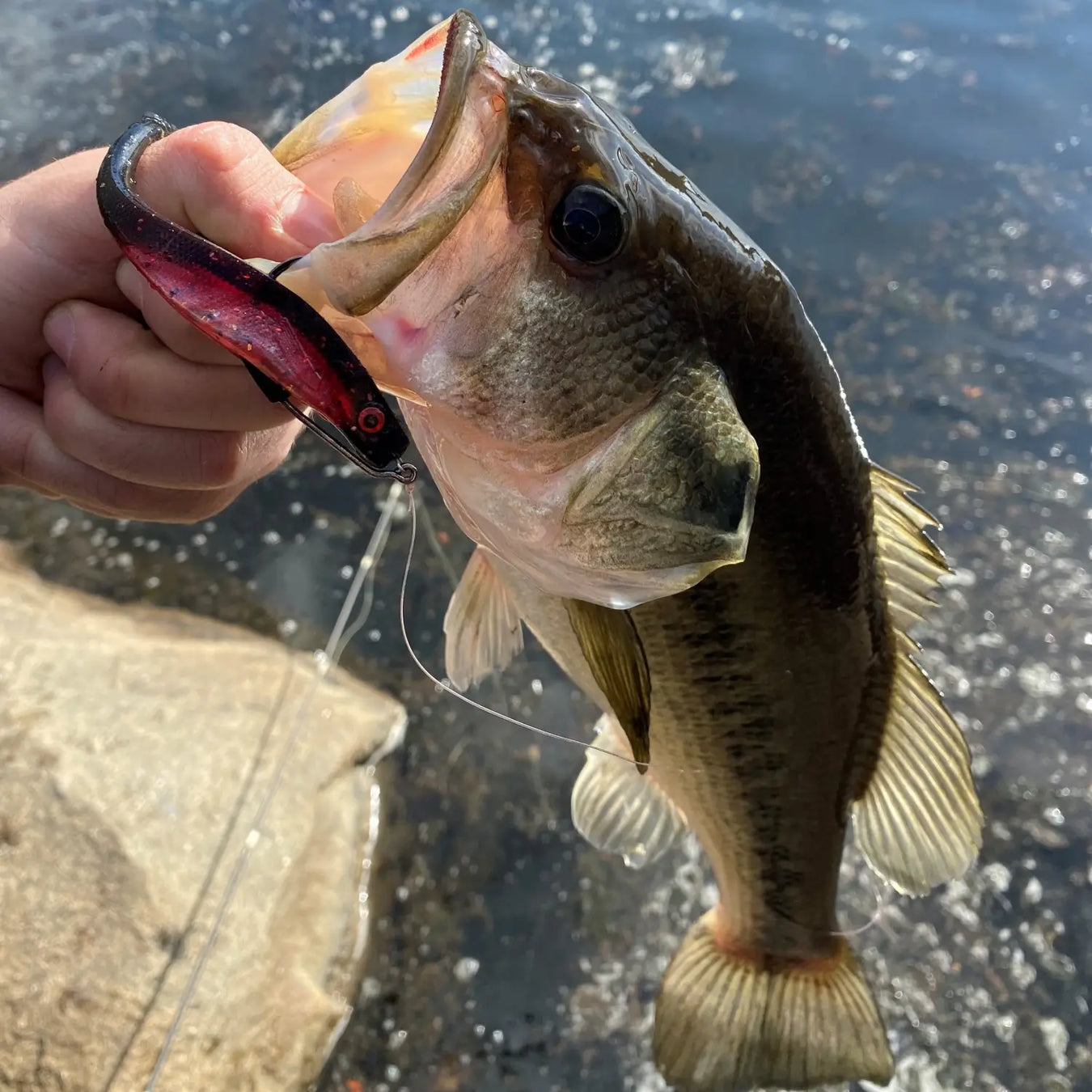 Hand holding a largemouth bass caught on a fishing hook with water in the background