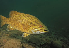 small mouth bass in the water