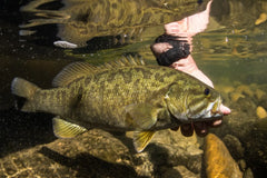 releasing smallmouth bass in water